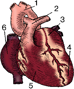 Heart